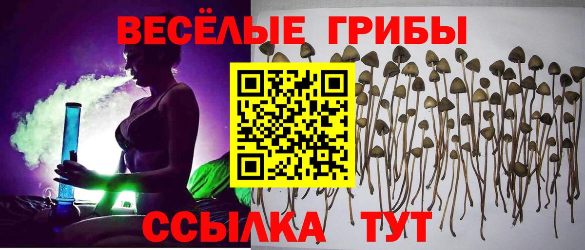 Майкоп  Псилоцибиновые грибы ЛСД  Вход с VPN 